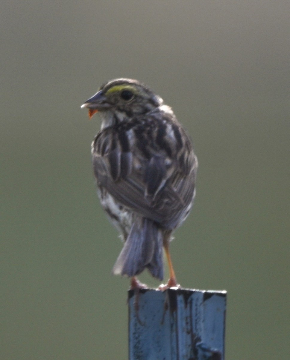 Savannah Sparrow - ML638486020