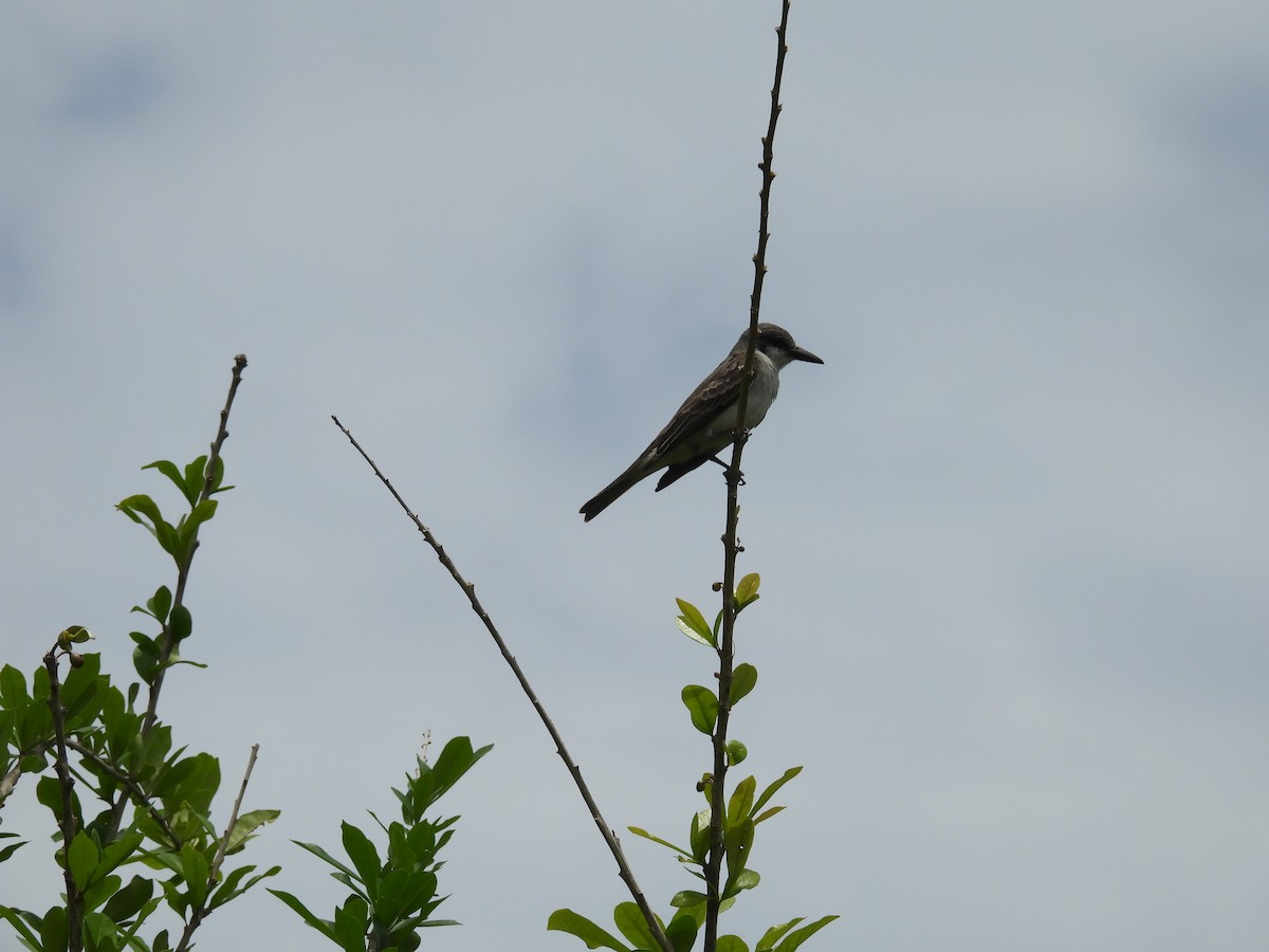 Gray Kingbird - ML638486023