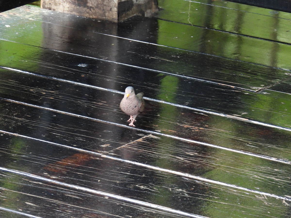 Common Ground Dove - ML638486029