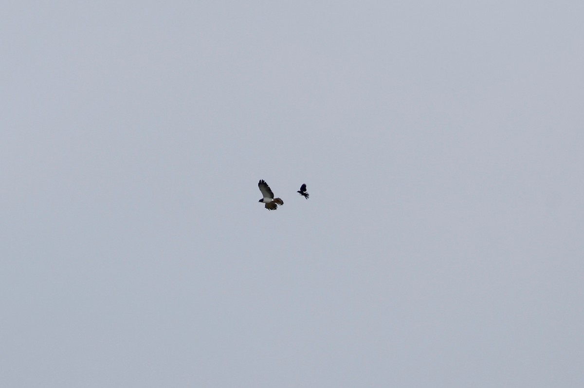 Short-tailed Hawk - ML638486040