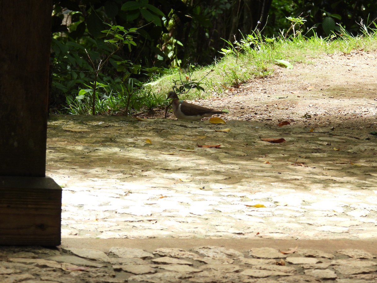 Caribbean Dove - ML638486042