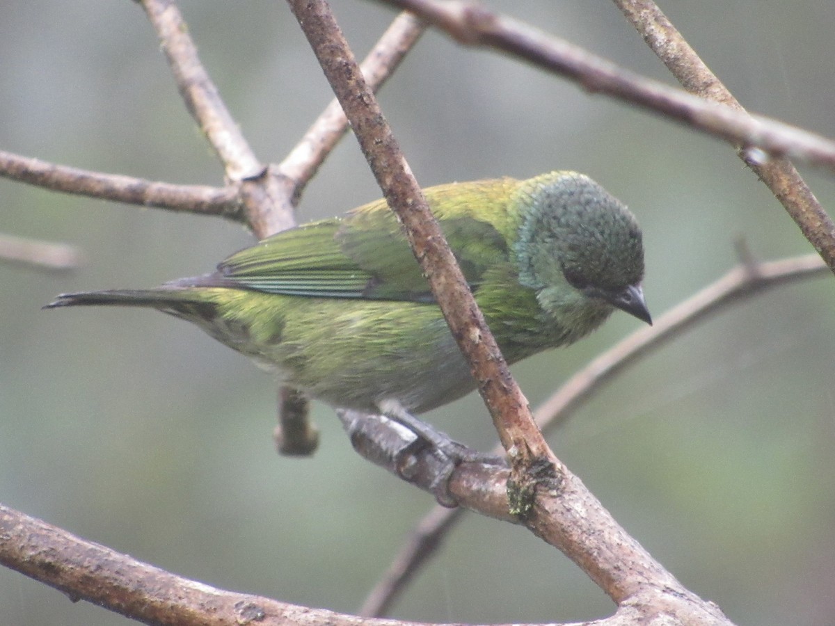 Black-capped Tanager - ML638486043