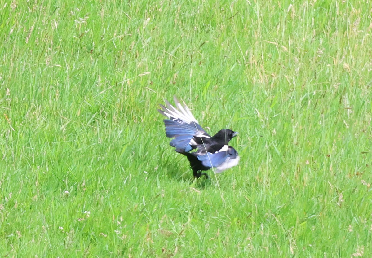 Алаг шаазгай - ML638486050