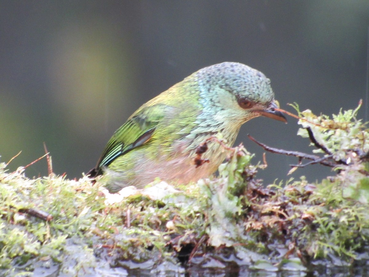 Black-capped Tanager - ML638486051