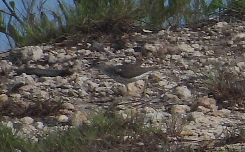 Spotted Sandpiper - ML638486053