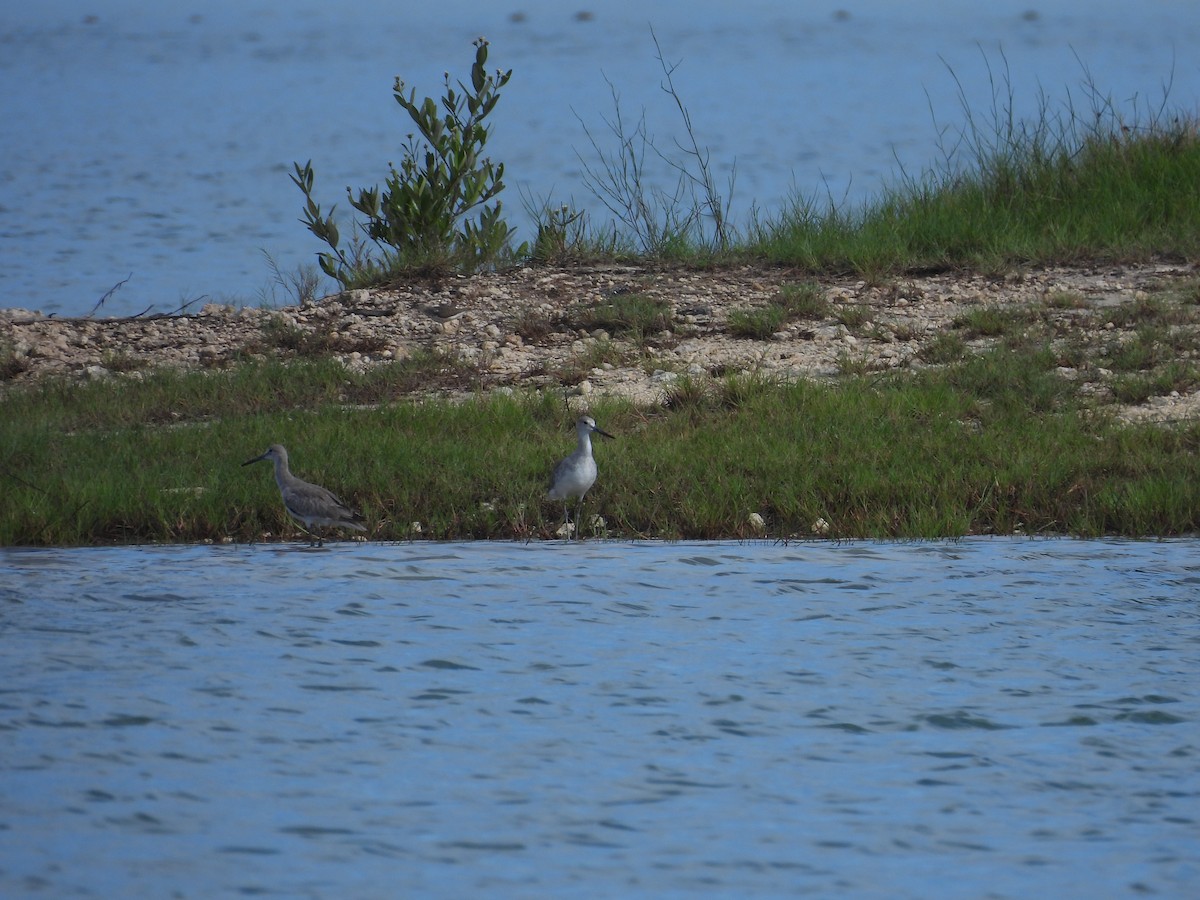 Spotted Sandpiper - ML638486055