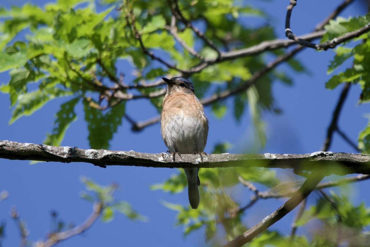 Eastern Bluebird - ML638486068