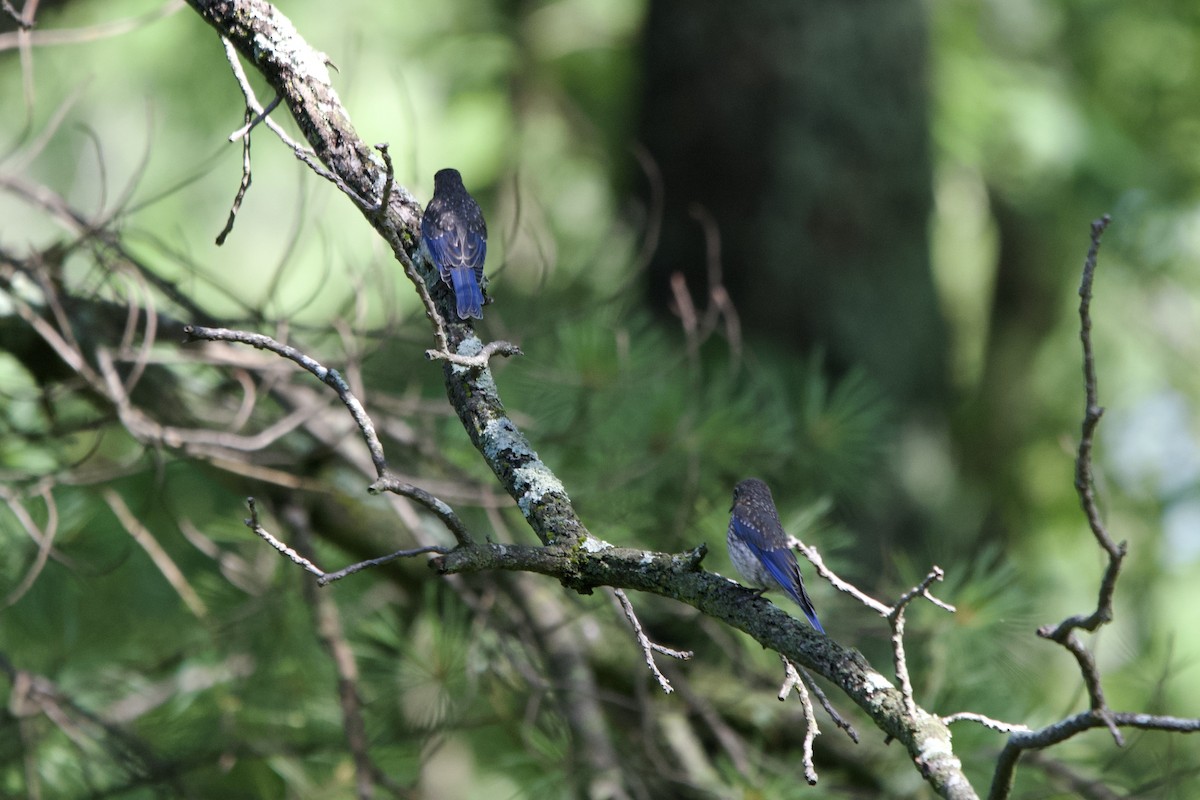 Eastern Bluebird - ML638486069