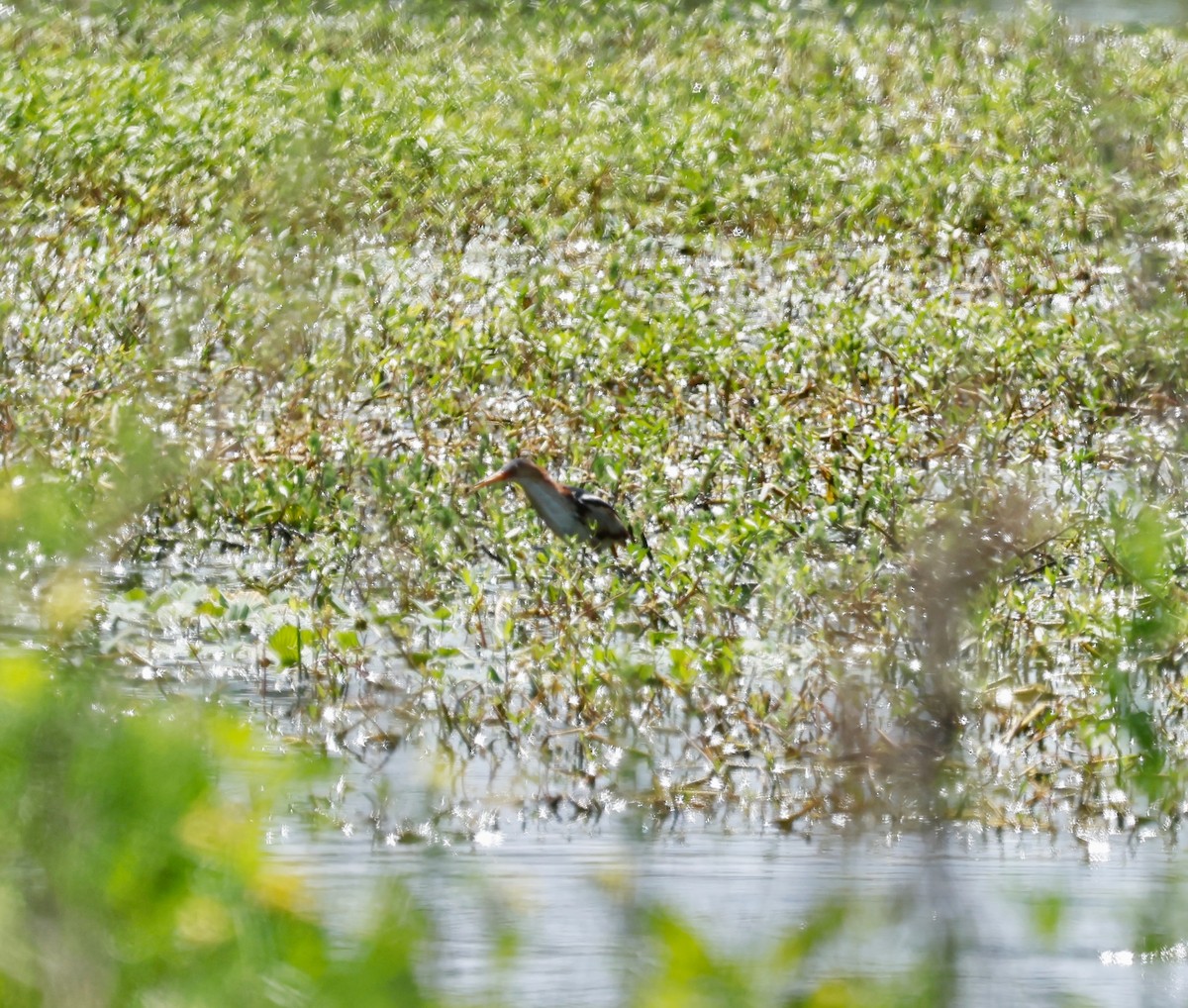Least Bittern - ML638486085