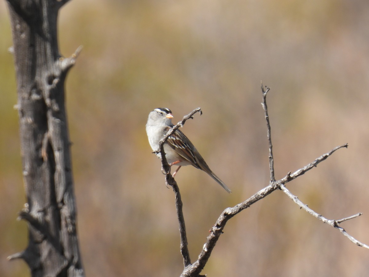 White-crowned Sparrow (Gambel's) - ML638486090