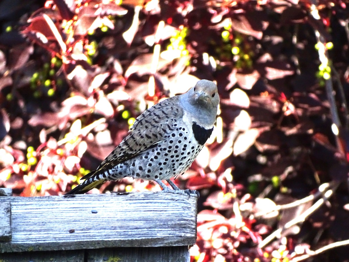 Northern Flicker (Yellow-shafted x Red-shafted) - ML638486096