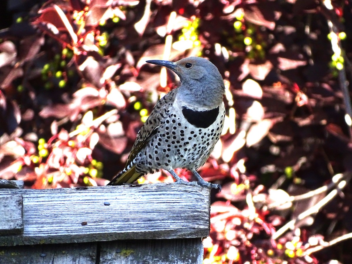 Northern Flicker (Yellow-shafted x Red-shafted) - ML638486097