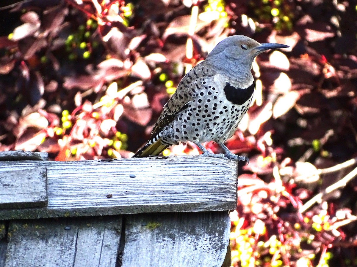 Northern Flicker (Yellow-shafted x Red-shafted) - ML638486098