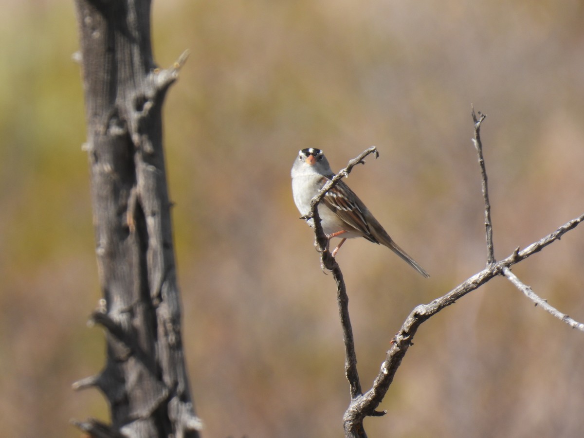 White-crowned Sparrow (Gambel's) - ML638486103