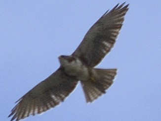 White-throated Hawk - ML638486104
