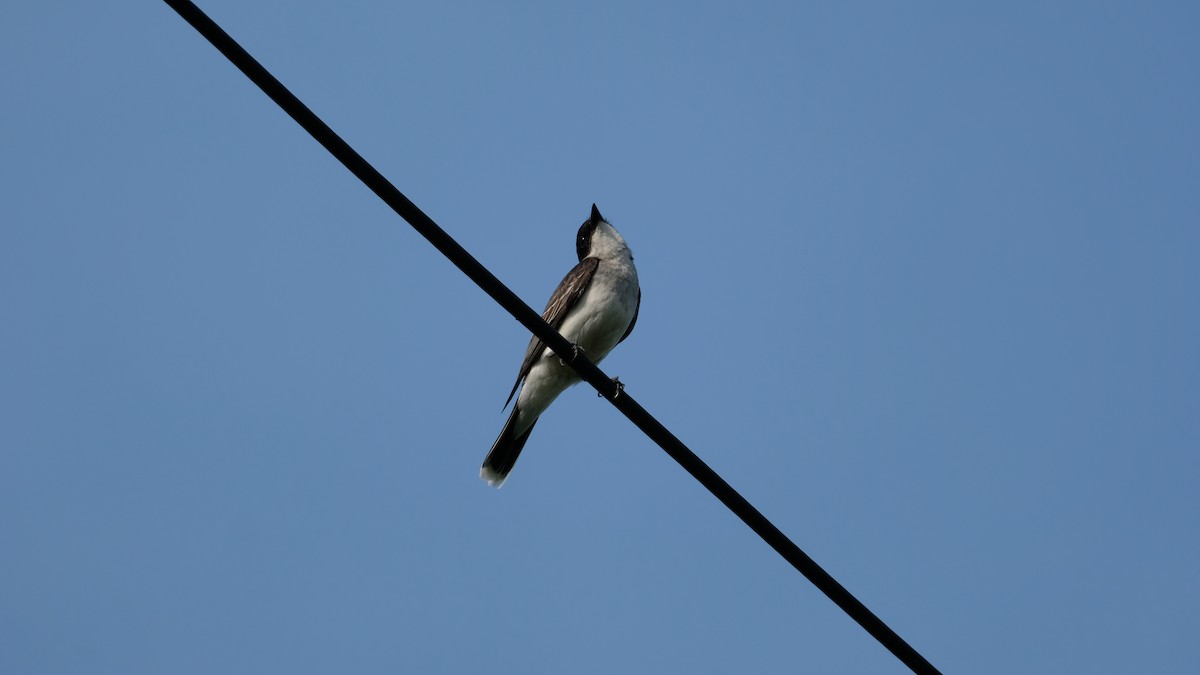 Eastern Kingbird - ML638486111