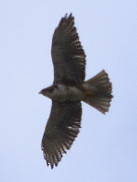 White-throated Hawk - ML638486118