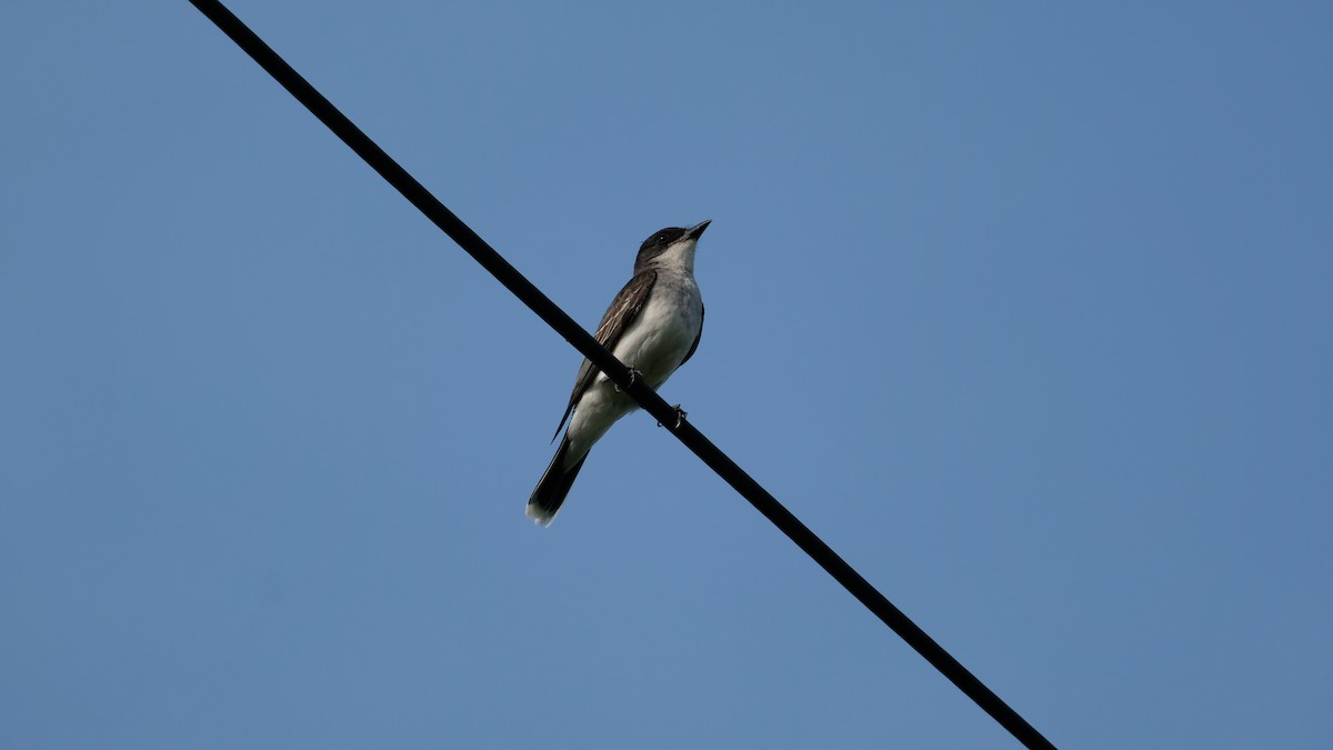 Eastern Kingbird - ML638486128