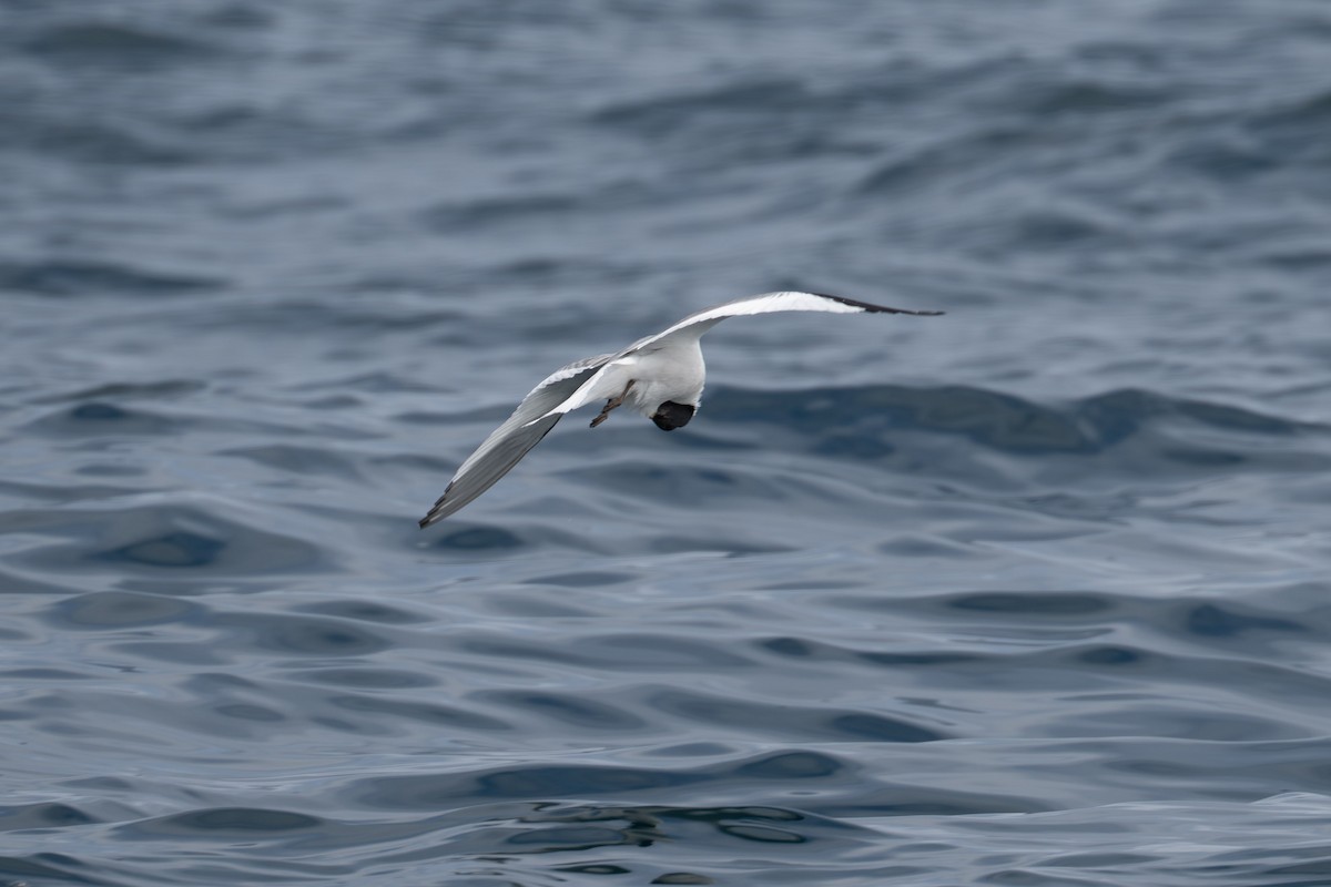 Sabine's Gull - ML638486137