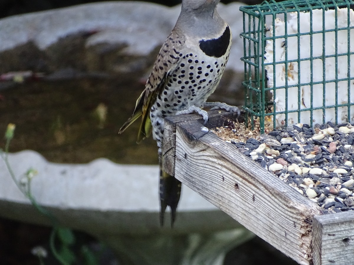 Northern Flicker (Yellow-shafted x Red-shafted) - ML638486143