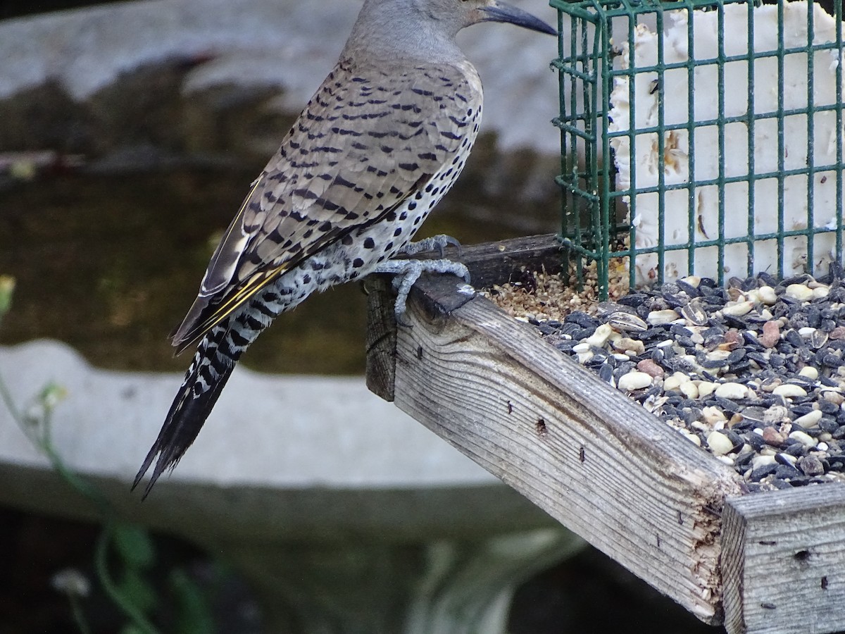 Northern Flicker (Yellow-shafted x Red-shafted) - ML638486144