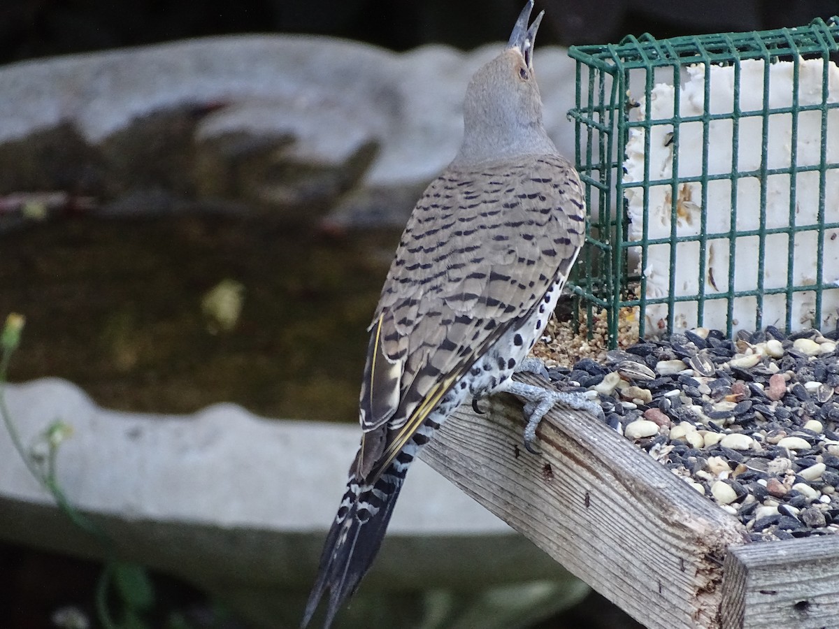 Northern Flicker (Yellow-shafted x Red-shafted) - ML638486146