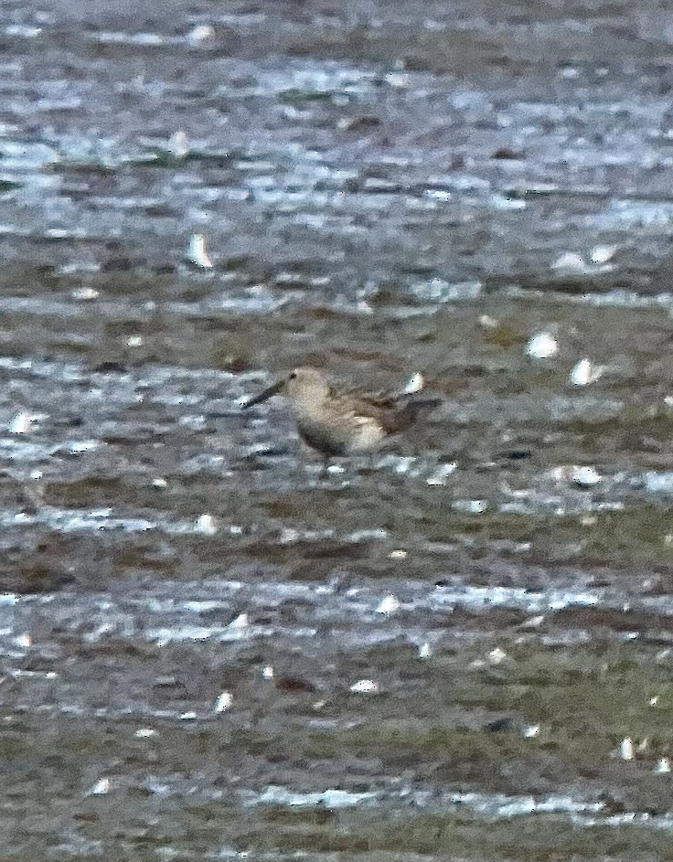 Pectoral Sandpiper - ML638486154