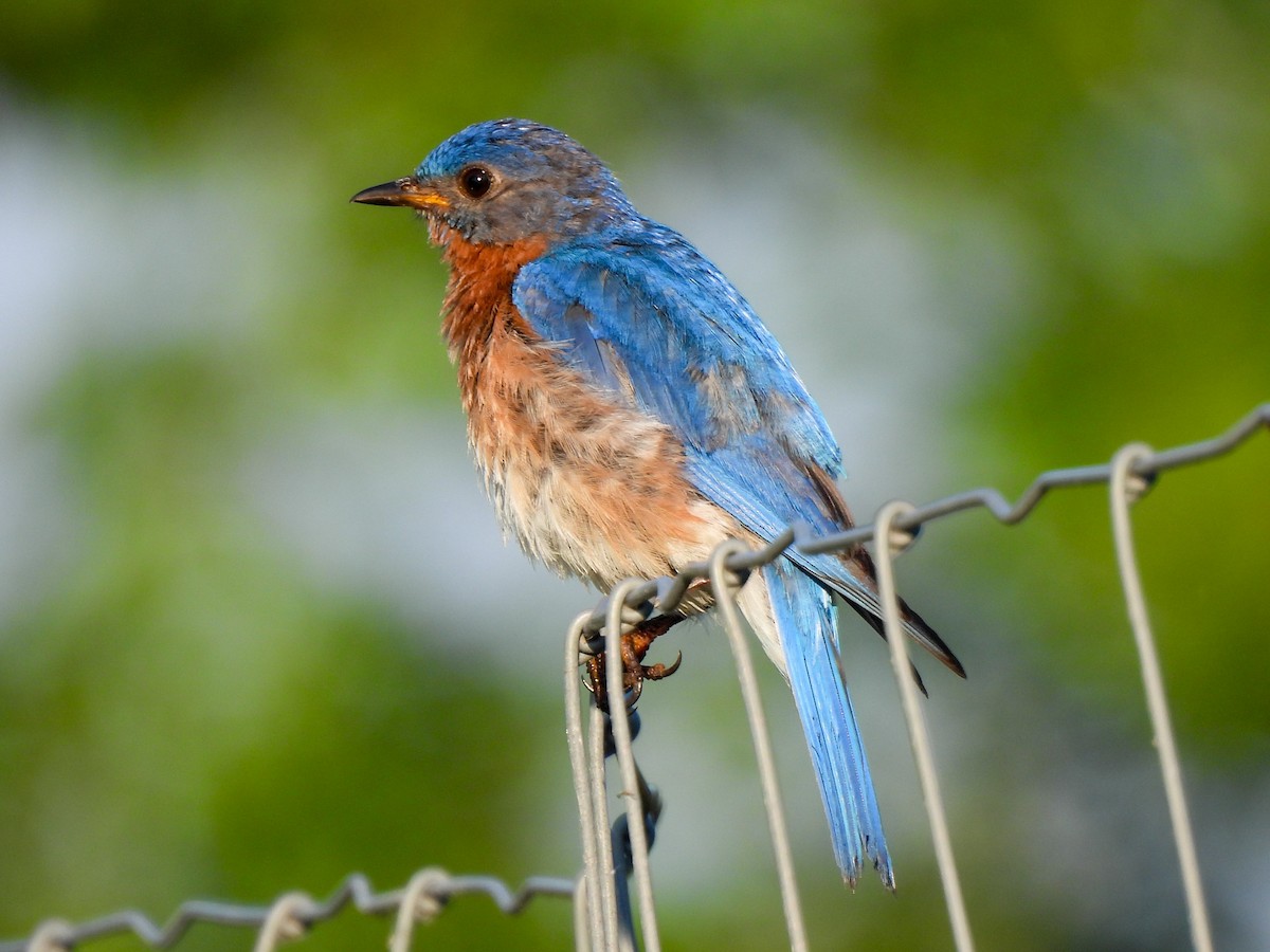 Eastern Bluebird - ML638486157