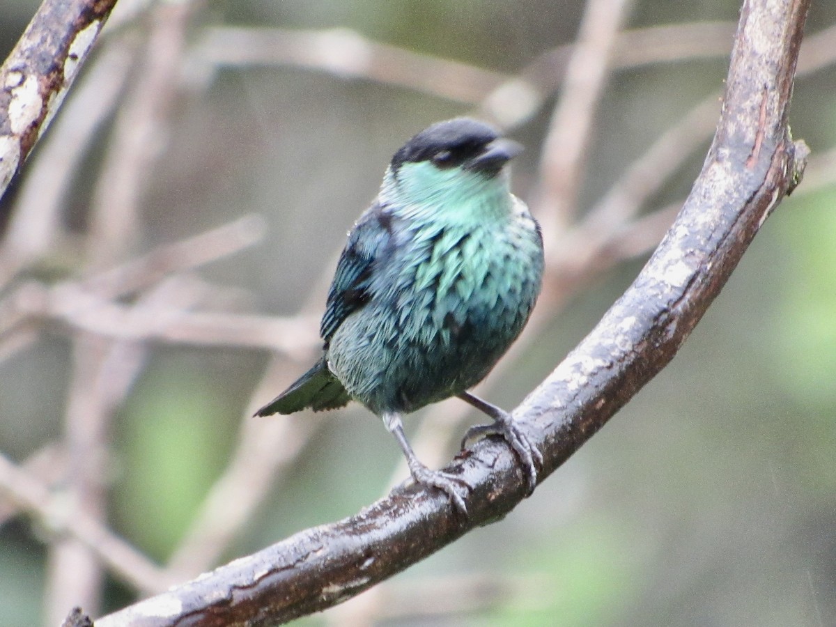 Black-capped Tanager - ML638486158
