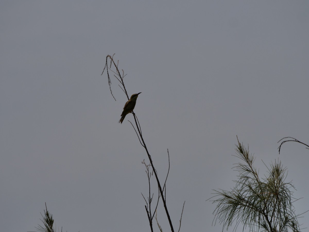 Asian Green Bee-eater - ML638486161