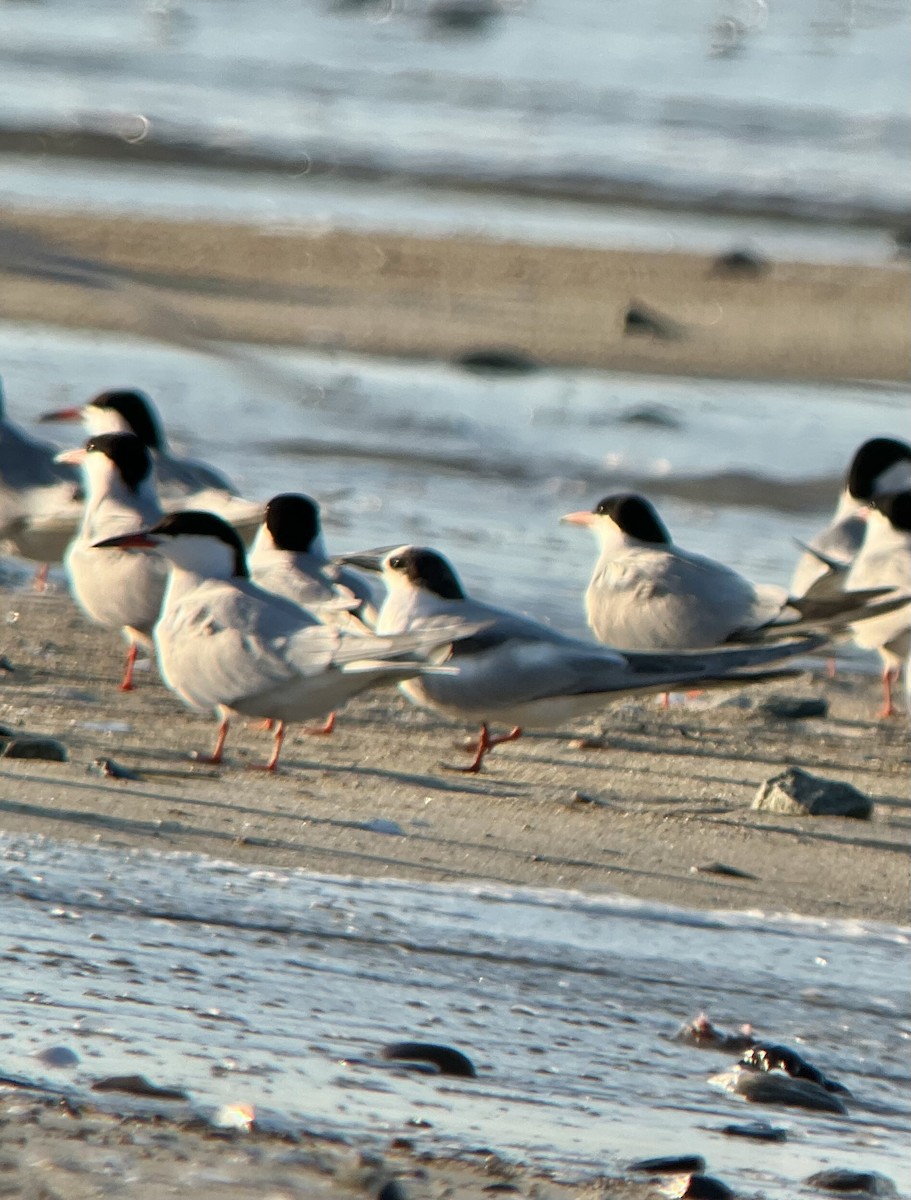 rybák obecný (ssp. hirundo/tibetana) - ML638486164