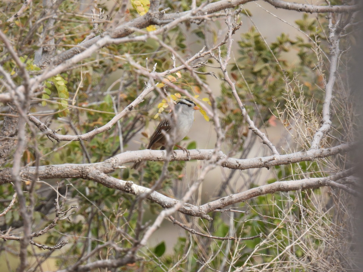 White-crowned Sparrow (Gambel's) - ML638486166