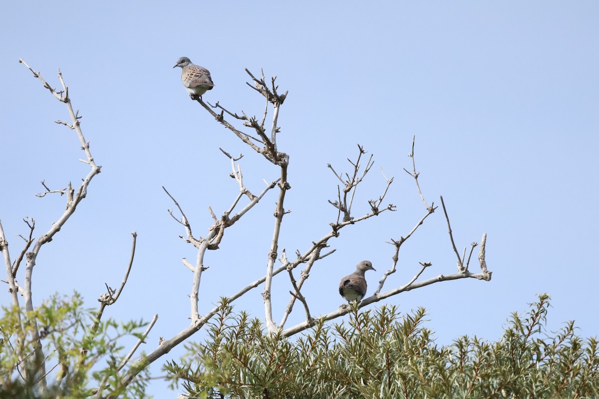 European Turtle-Dove - ML638486175