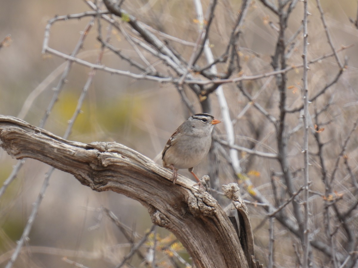 White-crowned Sparrow (Gambel's) - ML638486203