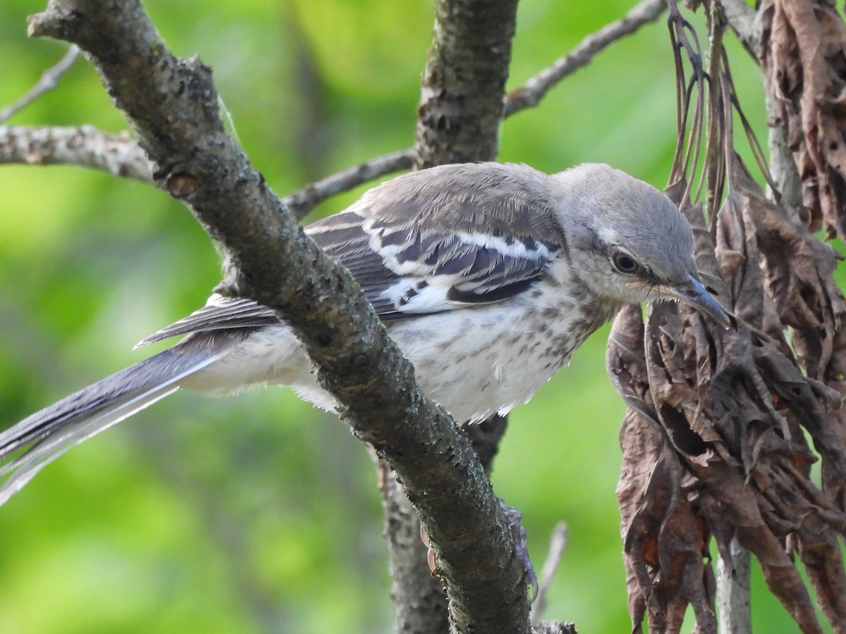 Northern Mockingbird - ML638486204