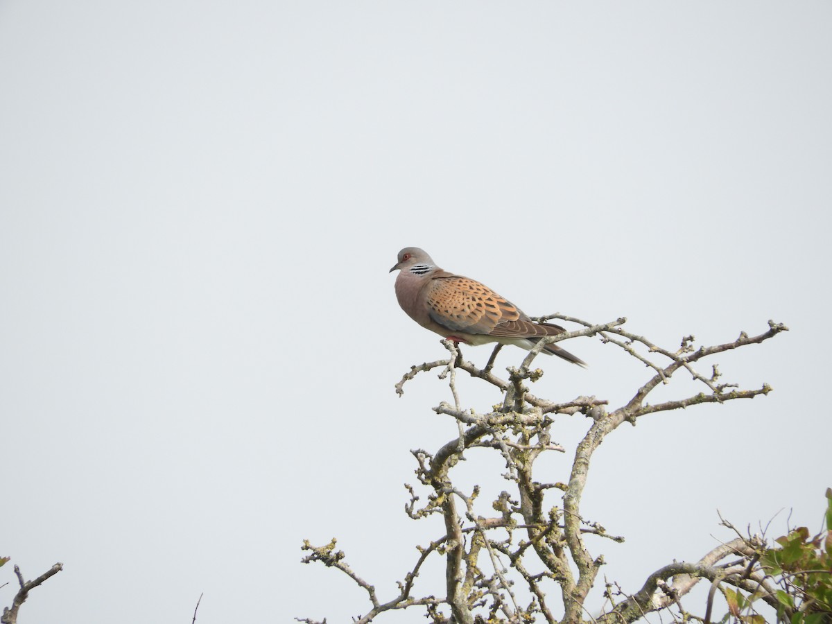 European Turtle-Dove - ML638486209