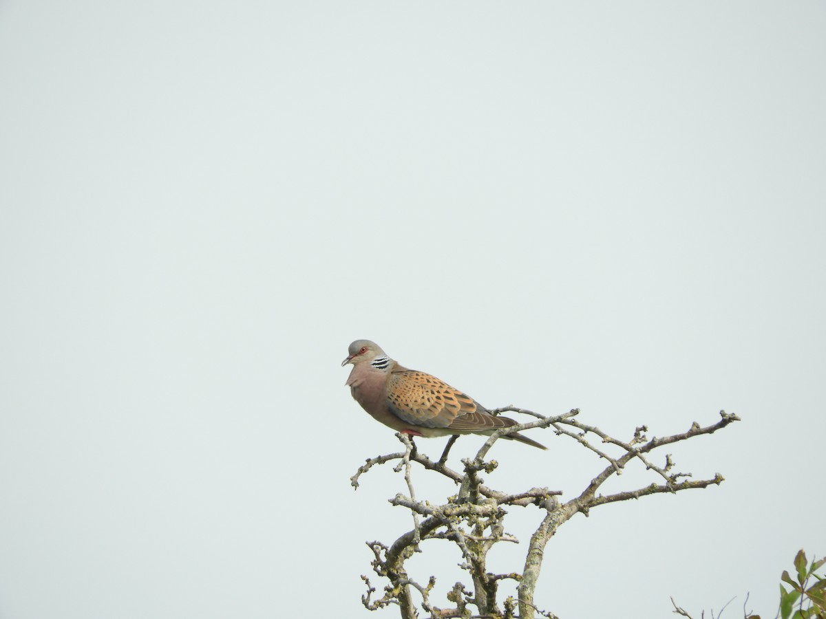 European Turtle-Dove - ML638486215