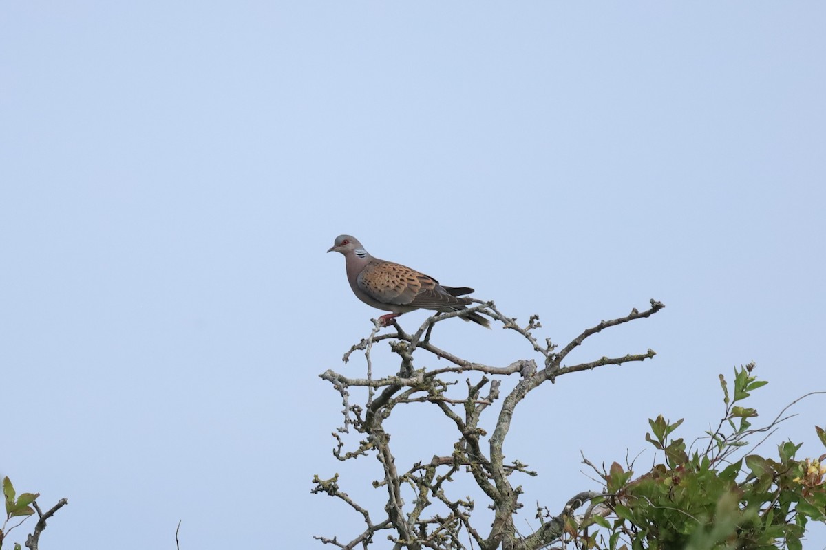 European Turtle-Dove - ML638486220