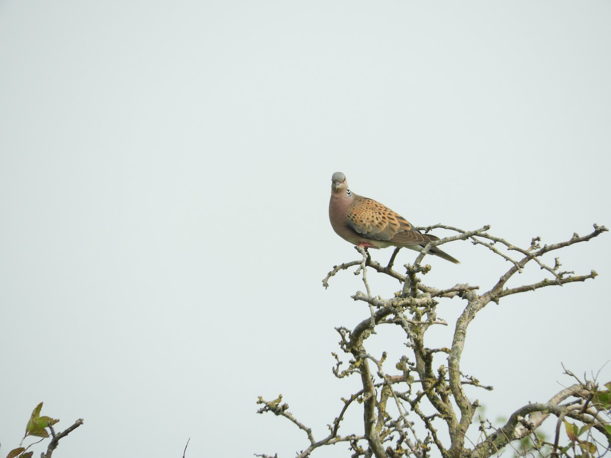 European Turtle-Dove - ML638486222