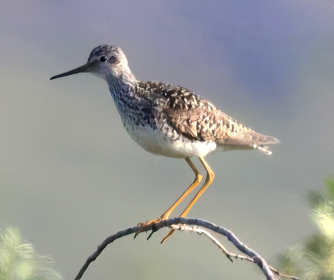 Lesser Yellowlegs - ML638486261