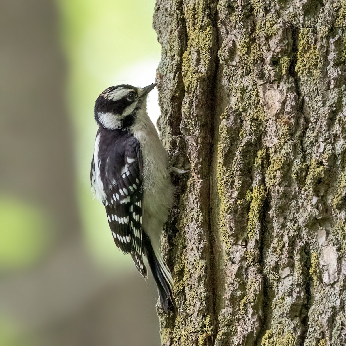 Downy Woodpecker - ML638486268