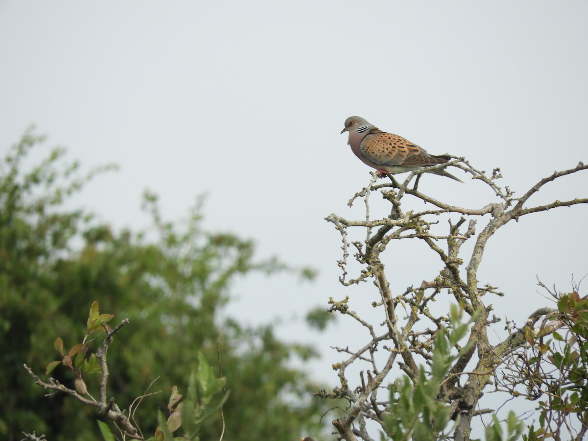 European Turtle-Dove - ML638486270