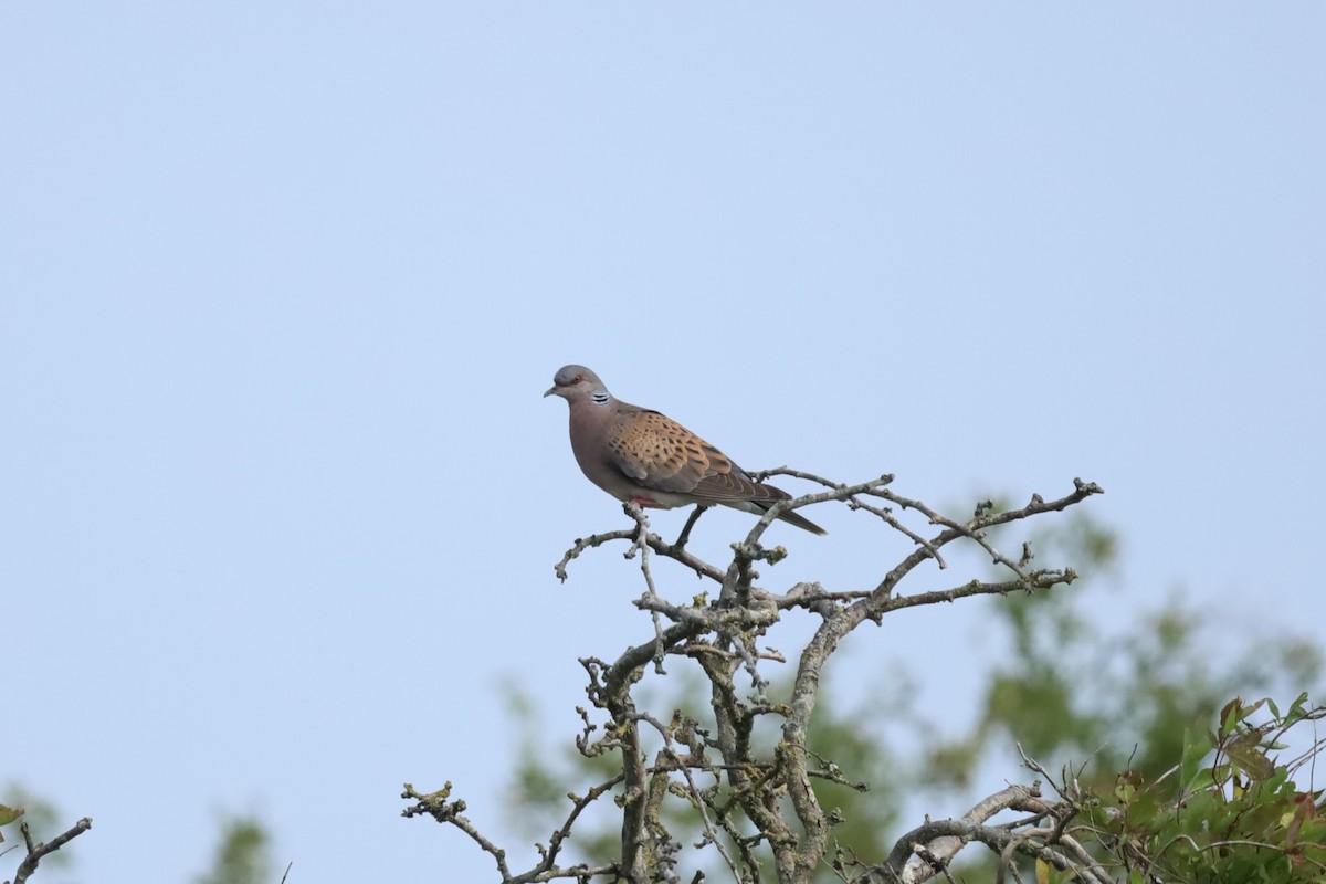 European Turtle-Dove - ML638486278