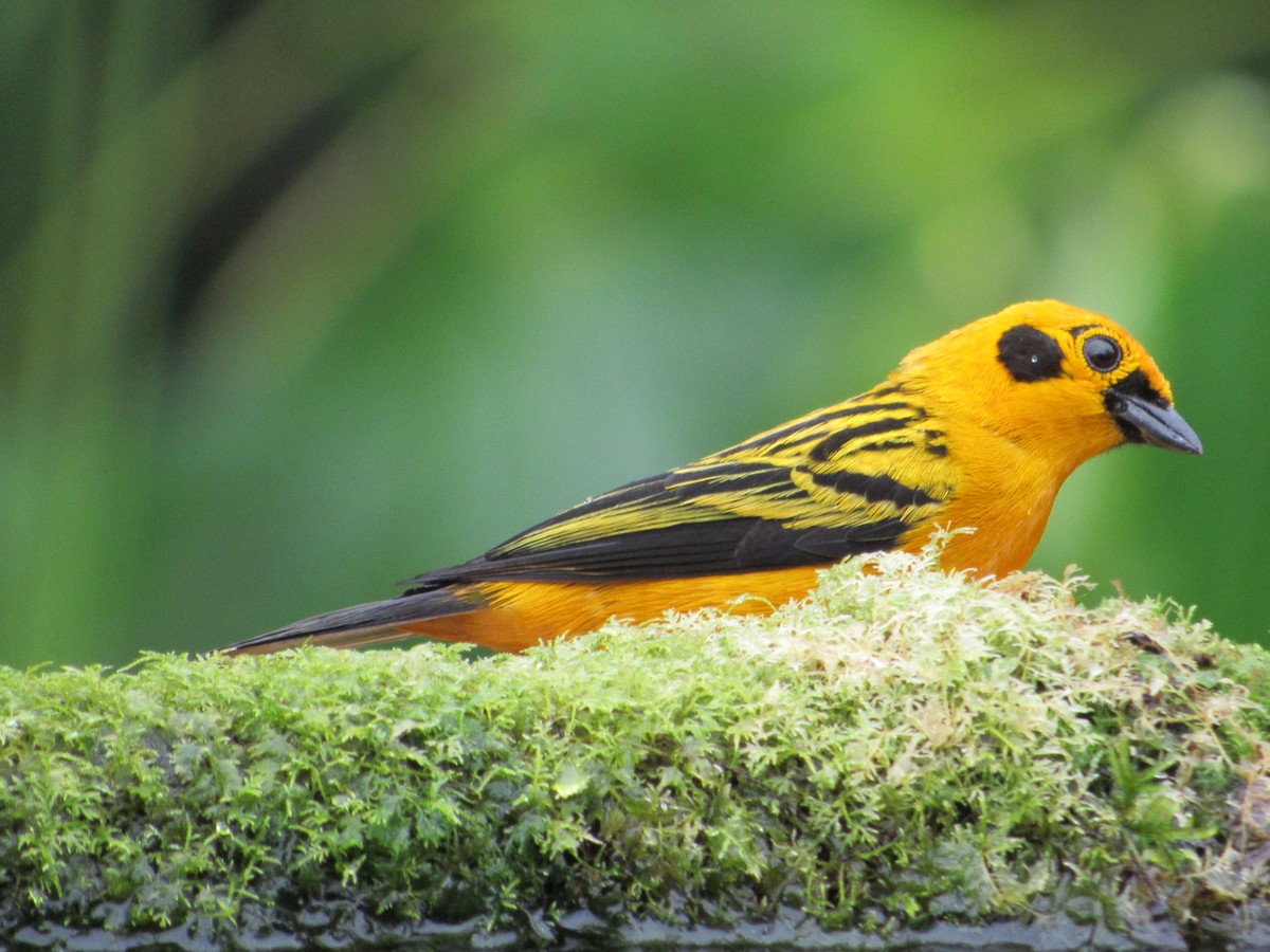 Golden Tanager - ML638486281