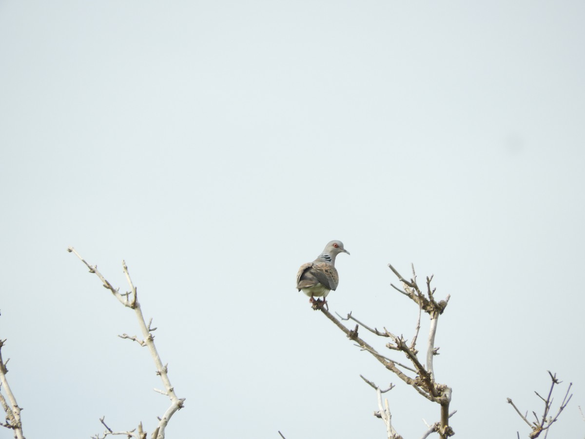 European Turtle-Dove - ML638486285