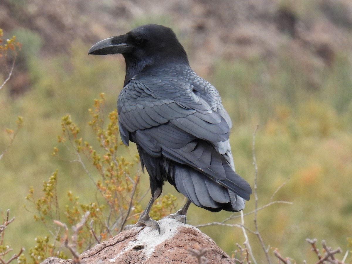 Common Raven - ML638486288
