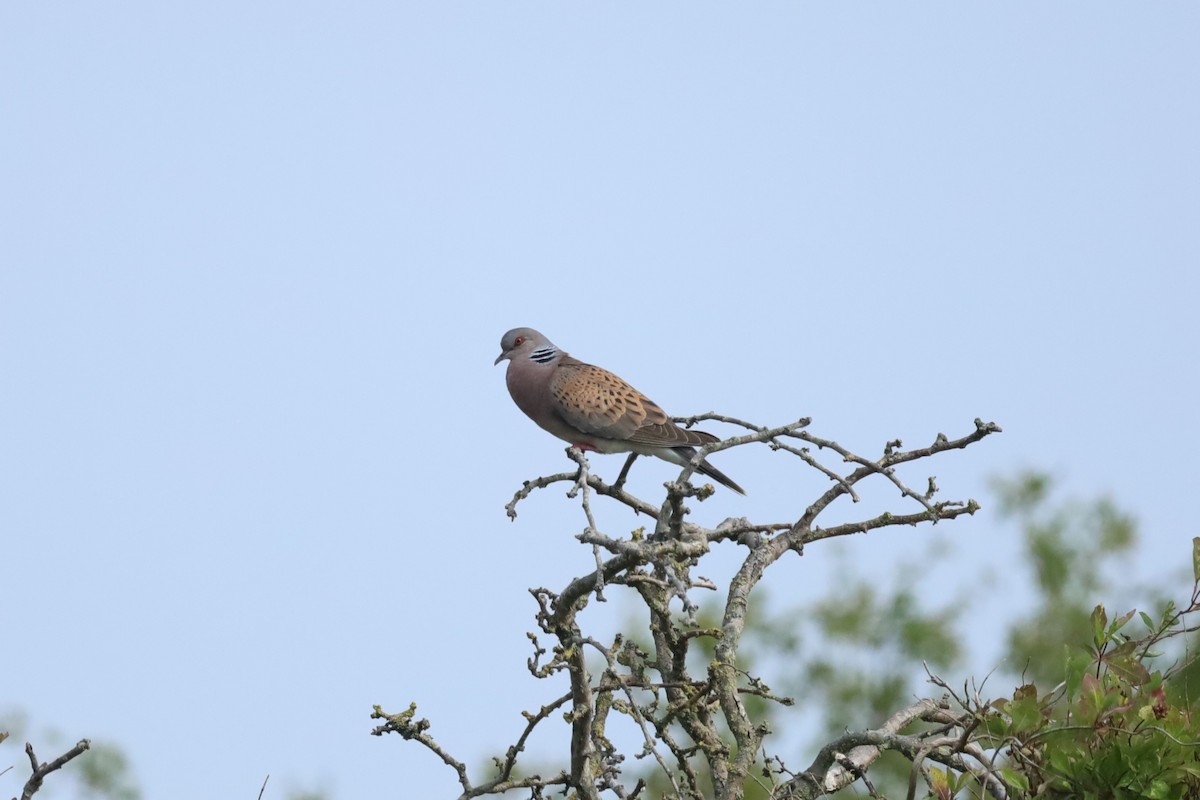 European Turtle-Dove - ML638486310