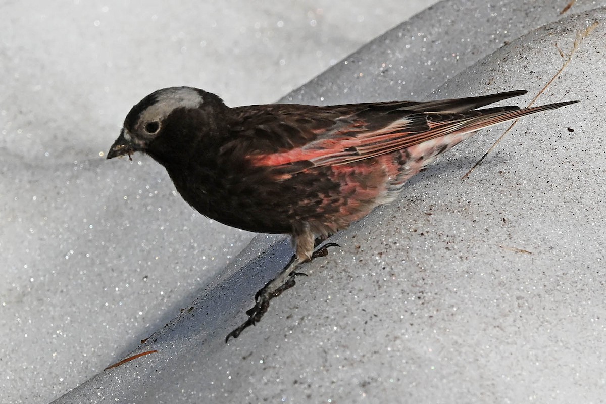 Black Rosy-Finch - ML638486334