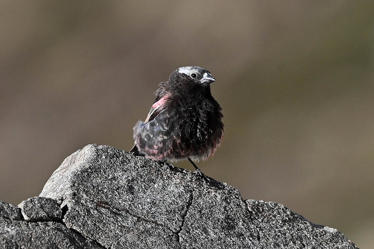 Black Rosy-Finch - ML638486336