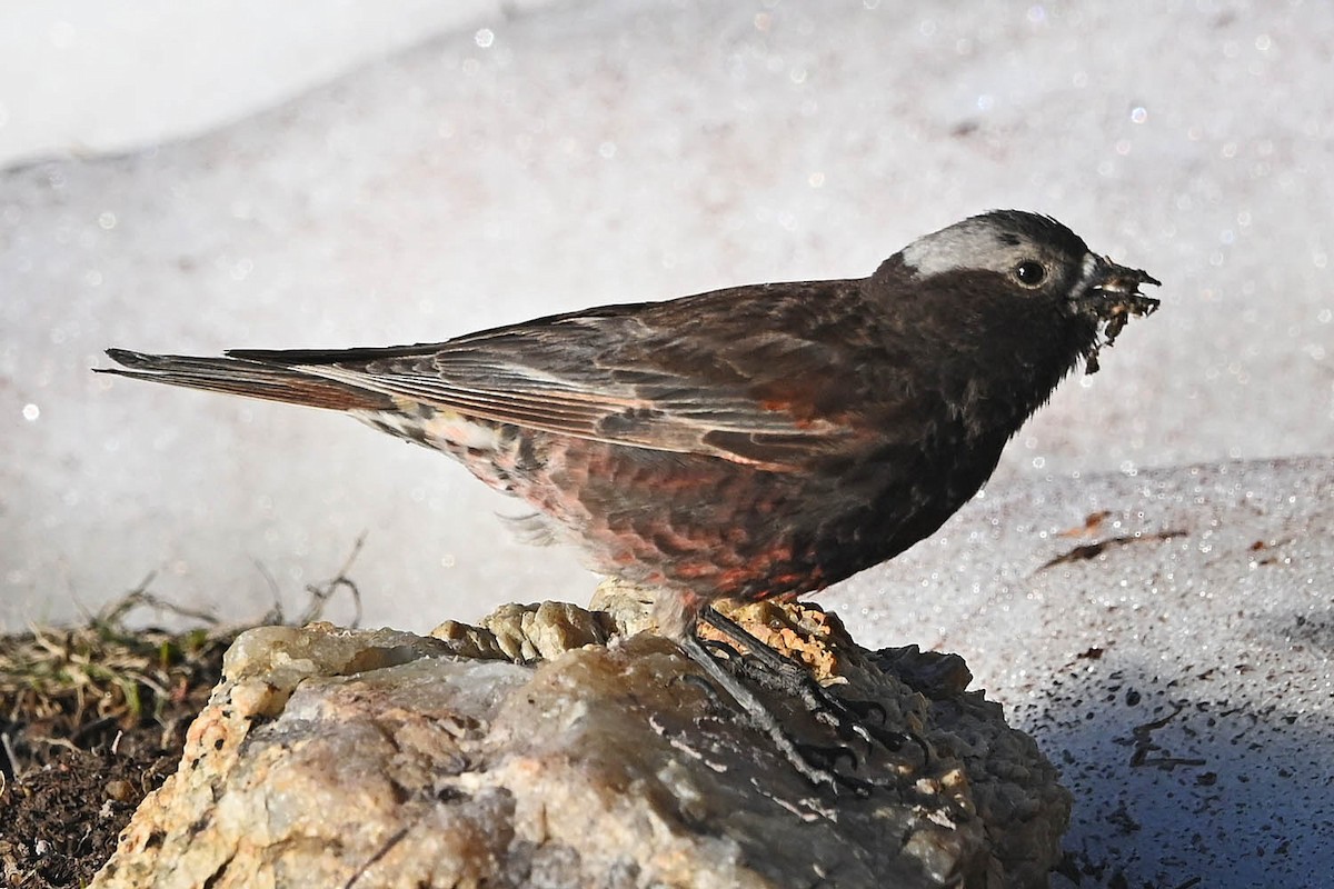 Black Rosy-Finch - ML638486337